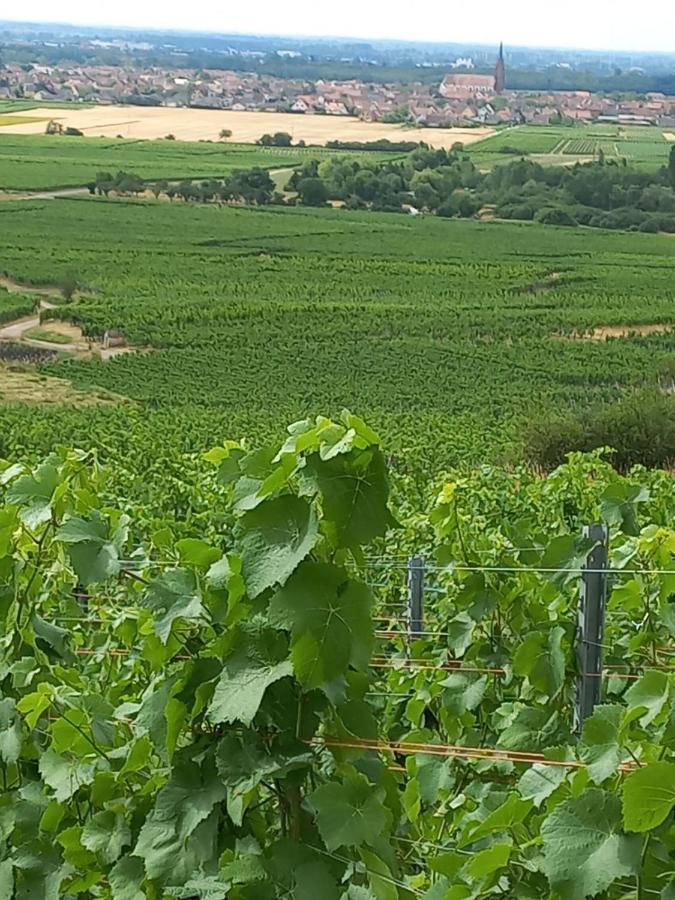 Vila Gite Au Nid De Cigognes Dieffenthal Exteriér fotografie